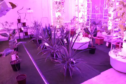 لامپ رشد گیاه